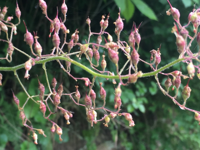Heuchera americana image