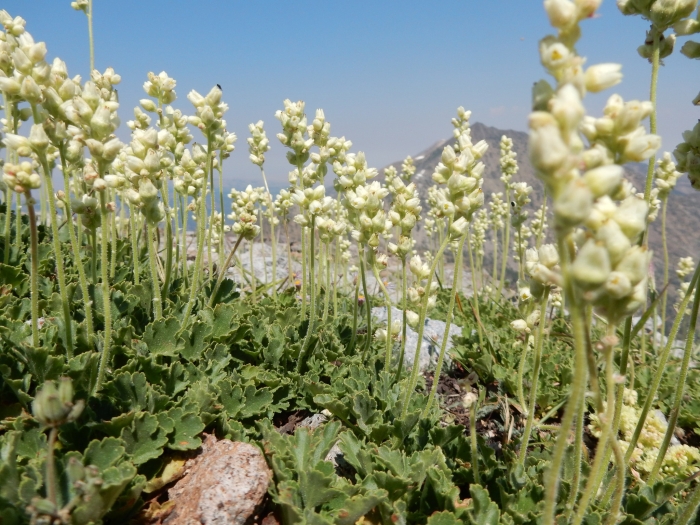 Heuchera cylindrica image