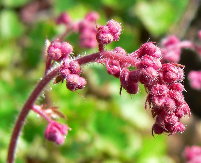 Heuchera elegans image