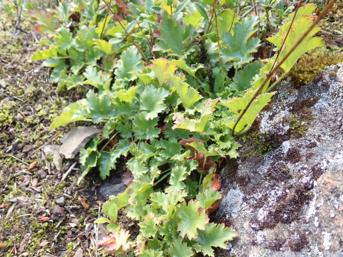 Heuchera micrantha var. diversifolia image