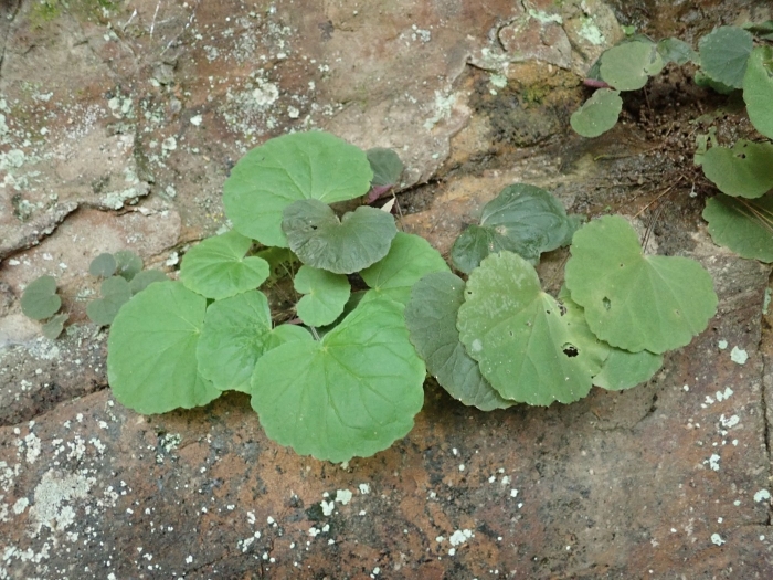 Heuchera parviflora image