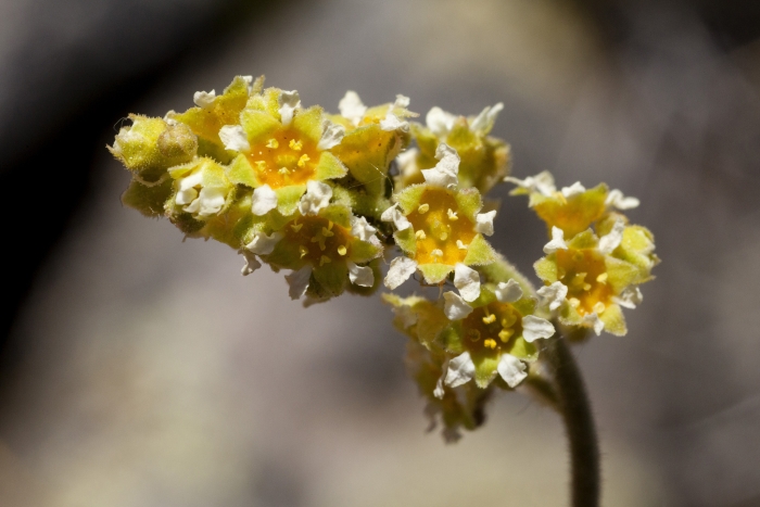 Heuchera parvifolia image