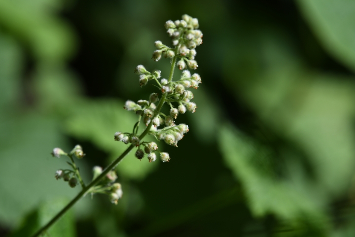 Heuchera pilosissima image