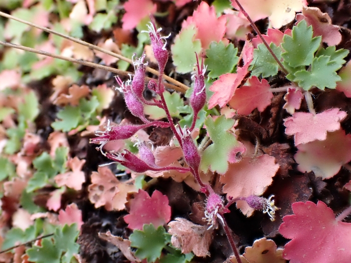Heuchera rubescens image