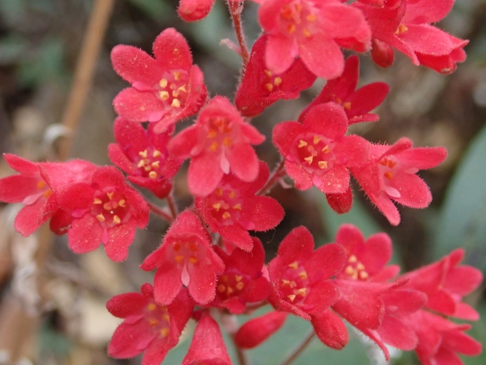 Heuchera sanguinea image