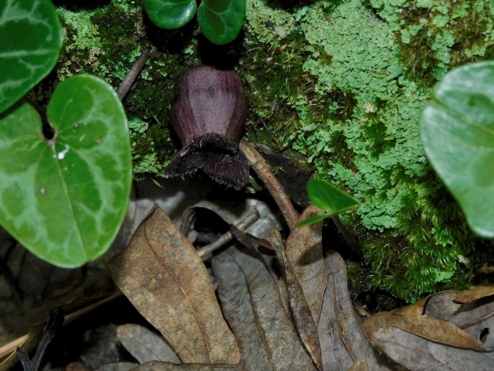 Hexastylis virginica image