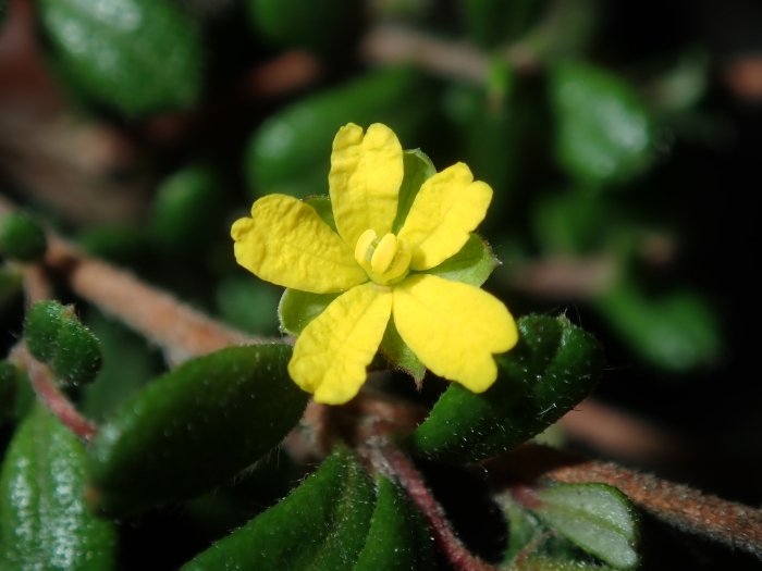 Hibbertia aspera image