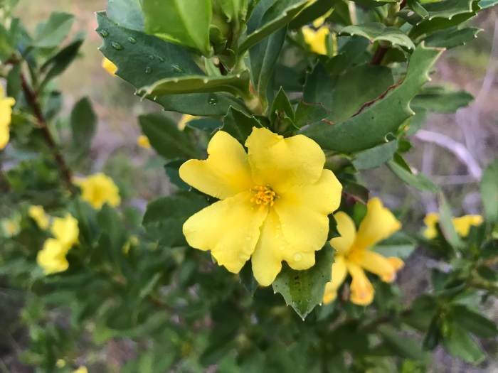 Hibbertia cuneiformis image