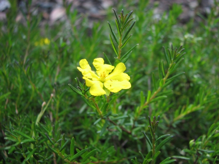 Hibbertia pedunculata image