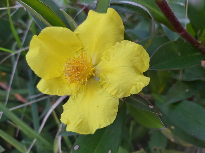 Hibbertia scandens image