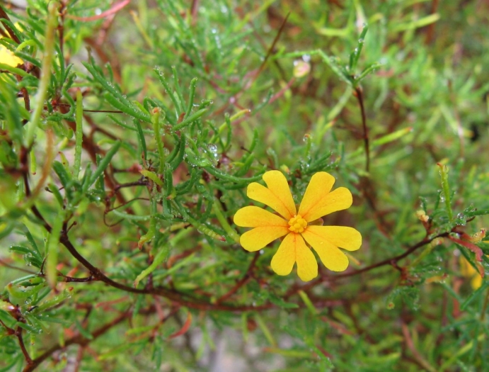 Hibbertia stellaris image