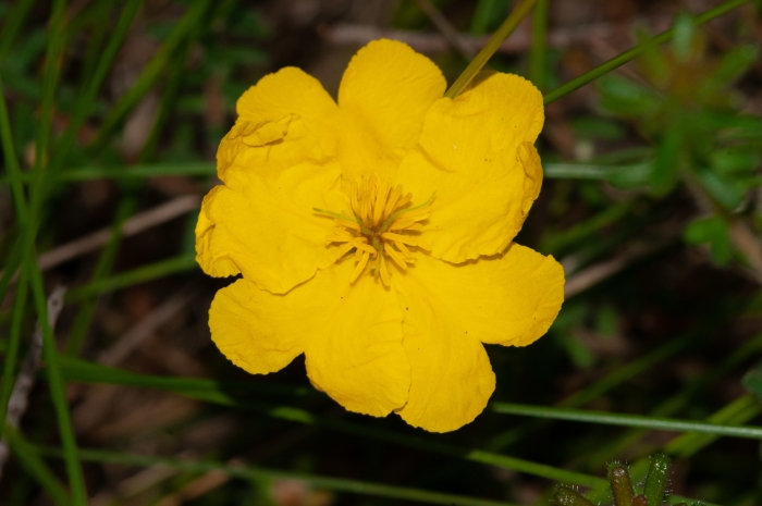 Hibbertia vestita image