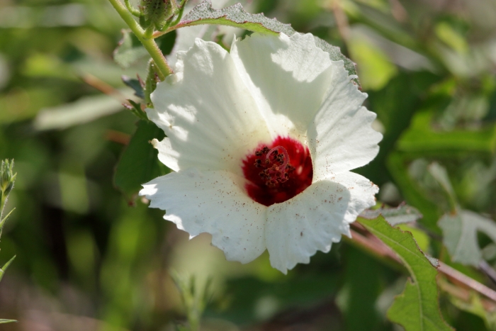 Hibiscus aculeatus image