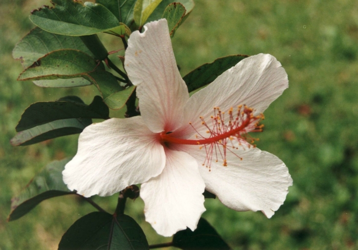 Hibiscus arnottianus image