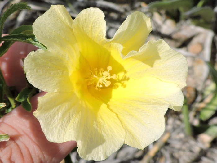 Hibiscus coulteri image
