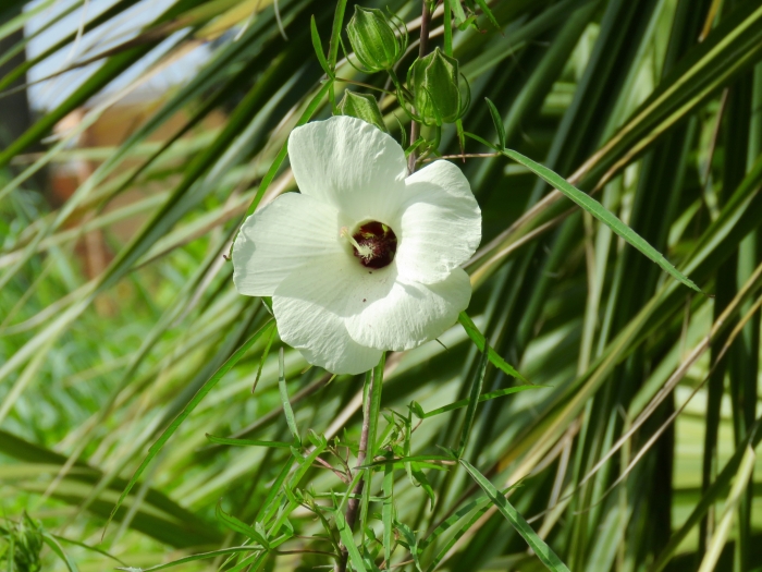 Hibiscus dasycalyx image