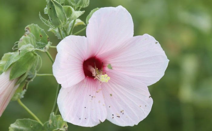 Hibiscus grandiflorus image