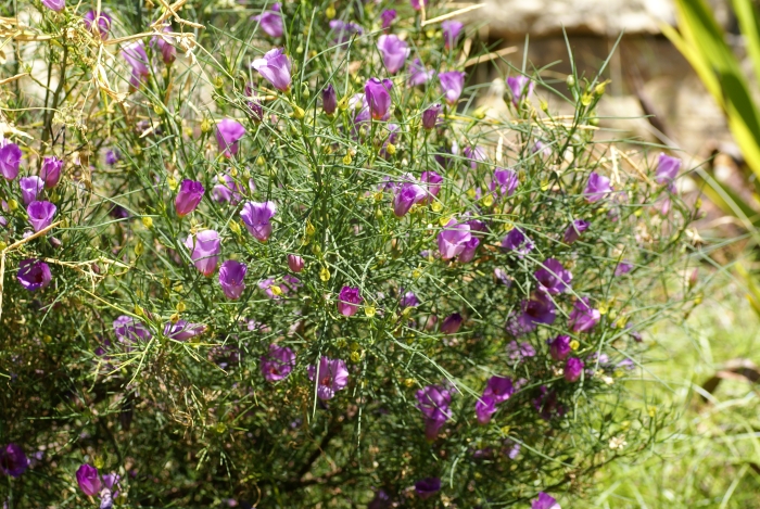 Hibiscus hakeifolius image
