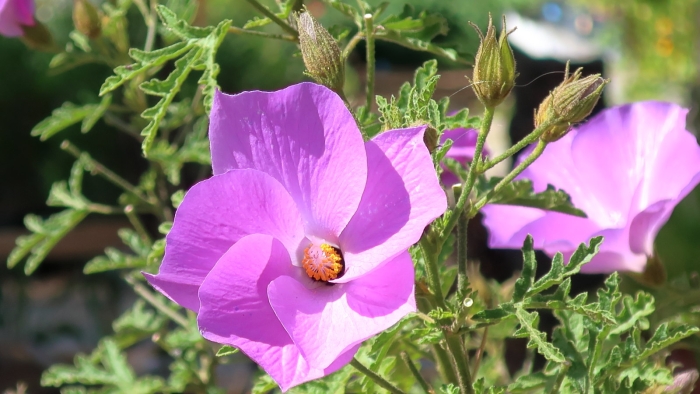Hibiscus huegelii image