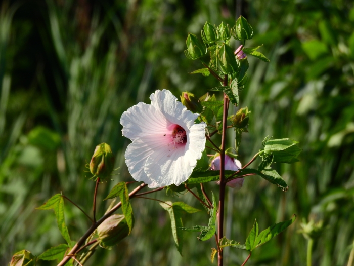 Hibiscus laevis image