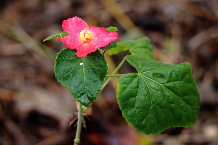 Hibiscus martianus image