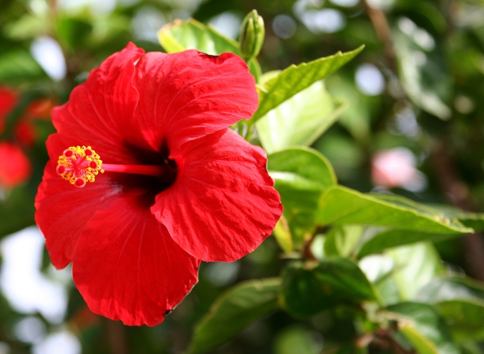 Hibiscus rosa-sinensis image