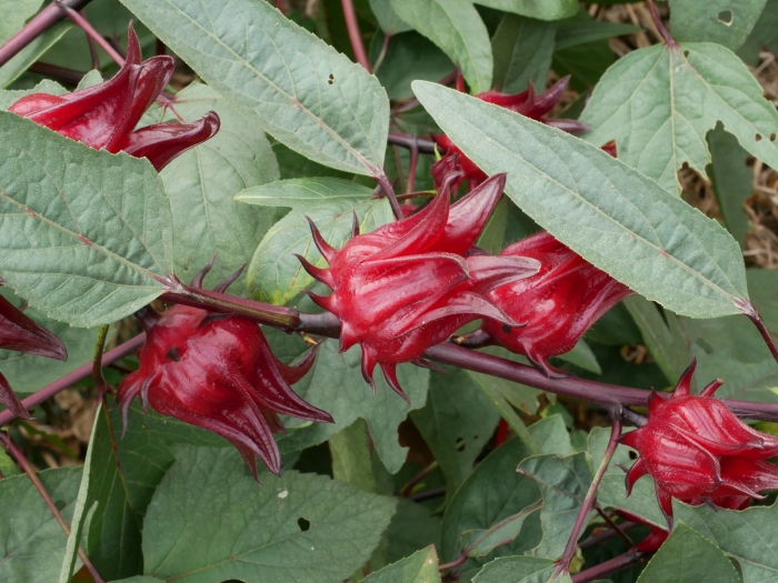 Hibiscus sabdariffa image