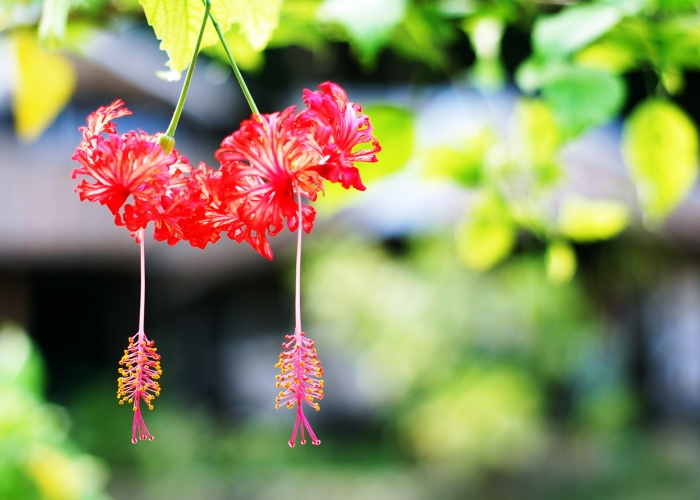 Hibiscus schizopetalus image