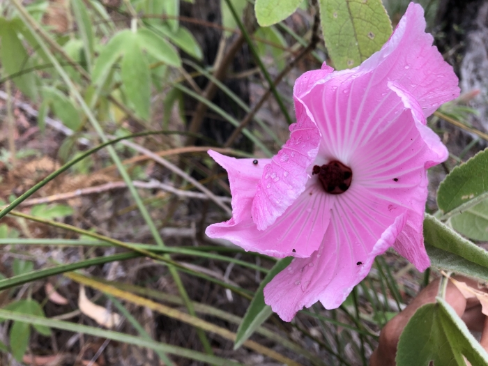 Hibiscus splendens image