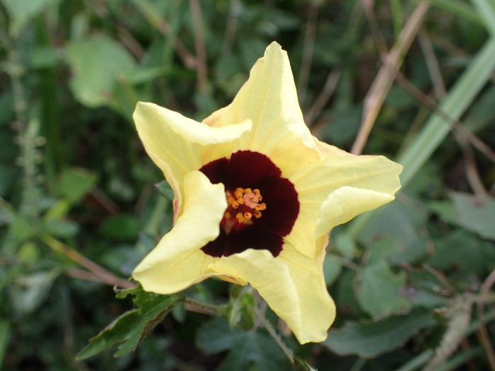 Hibiscus surattensis image