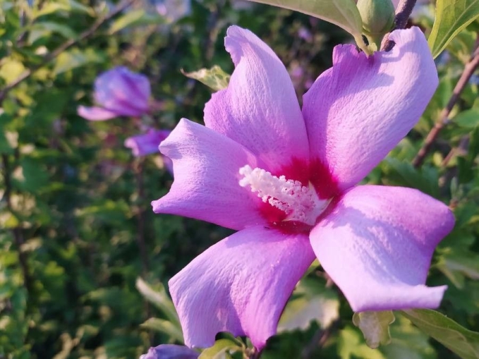 Hibiscus syriacus image