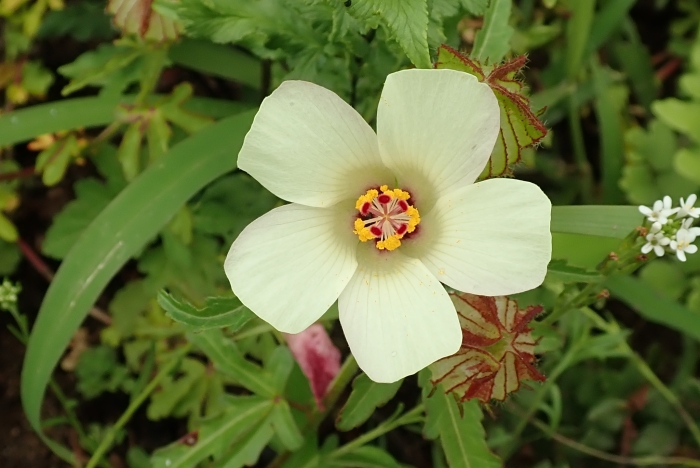 Hibiscus trionum image