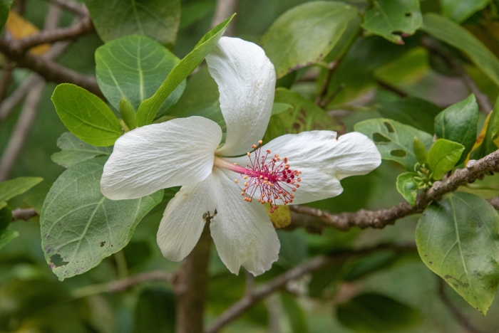Hibiscus waimeae image