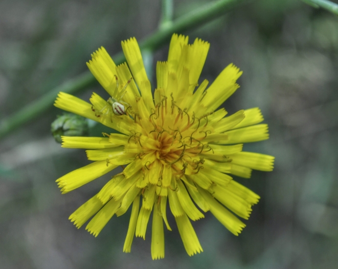 Hieracium kalmii image