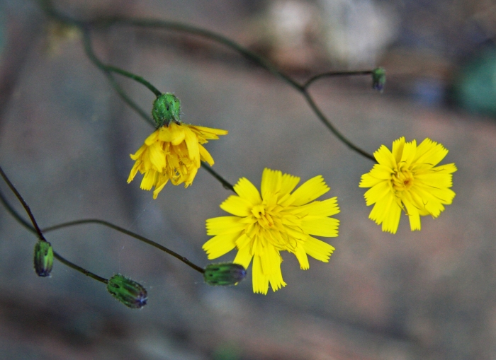 Hieracium venosum image