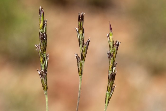 Hilaria belangeri image