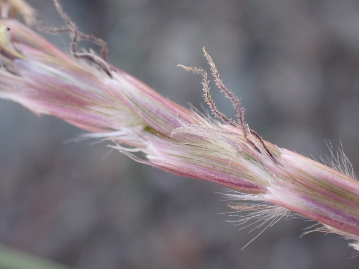 Hilaria jamesii image