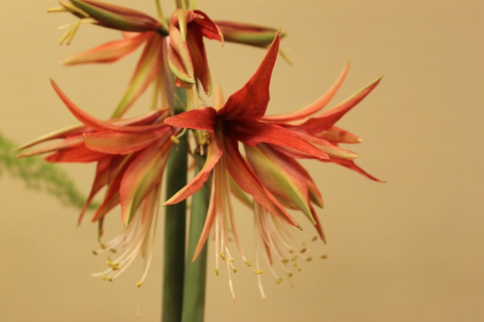 Hippeastrum cybister image