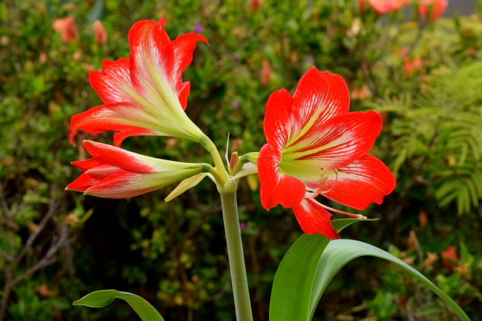 Hippeastrum reginae image