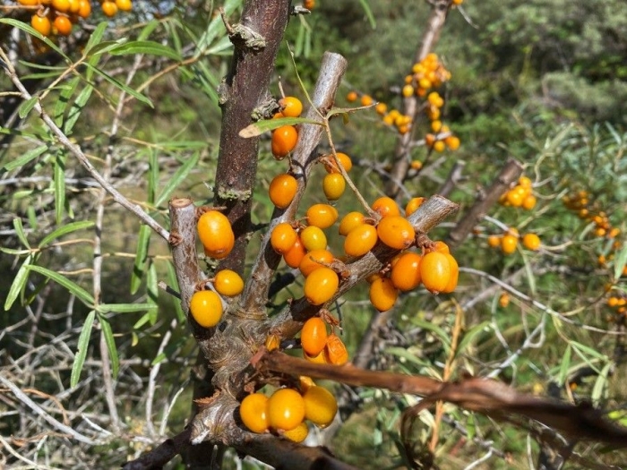 Hippophae rhamnoides image