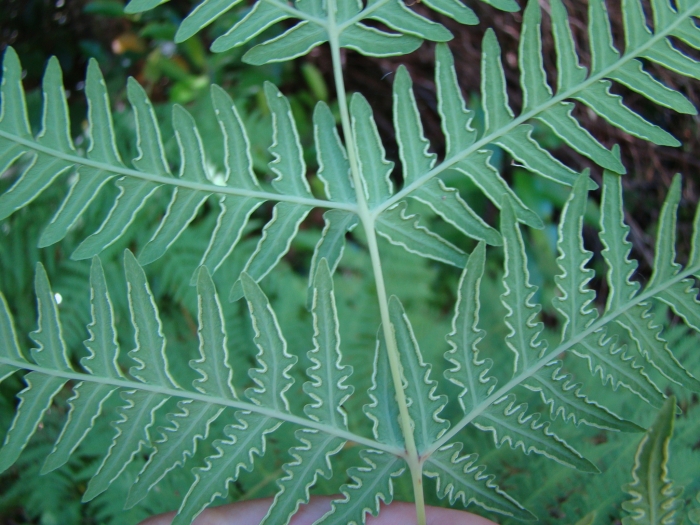 Histiopteris incisa image