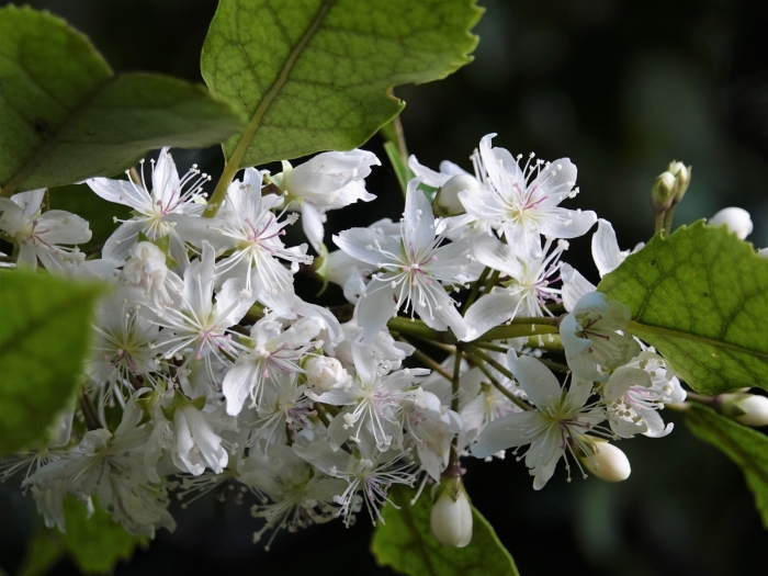 Hoheria populnea image