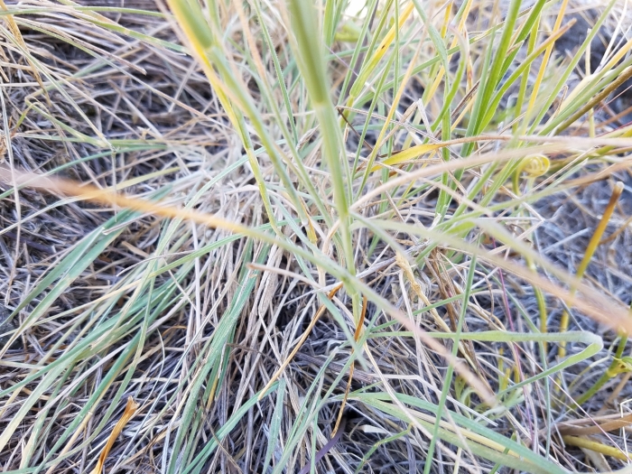 Hordeum californicum image