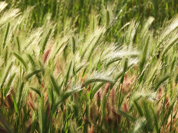 Hordeum murinum image