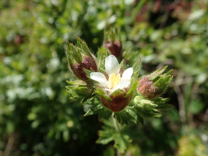 Horkelia californica image