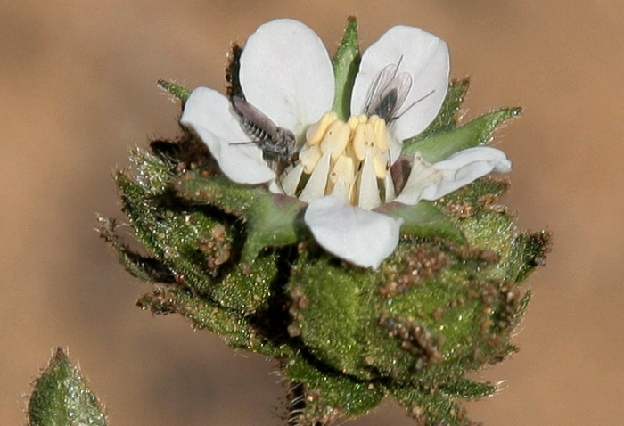 Horkelia cuneata image