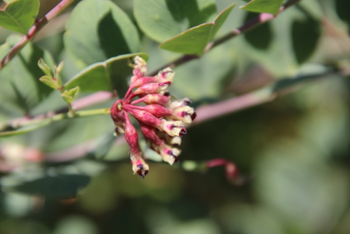 Hosackia crassifolia image