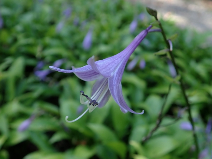 Hosta lancifolia image