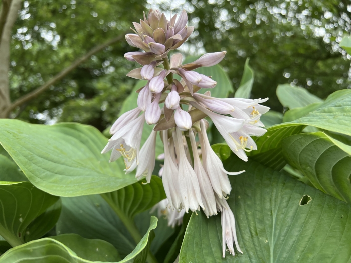 Hosta sieboldiana image