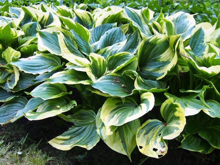 Hosta ventricosa image